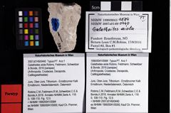 Foto (Objket + Etiketten) von Galatheites aiola (Robins, Feldmann, Schweitzer & Bonde, 2016) 